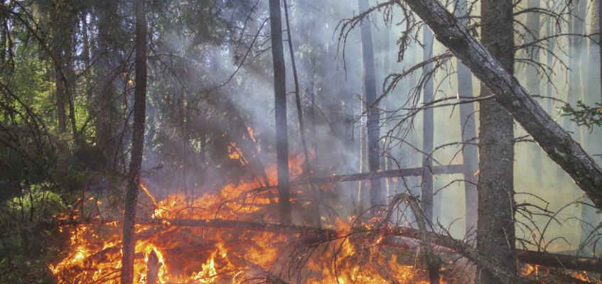 Curso De Extinción De Incendio De Masa Vegetal