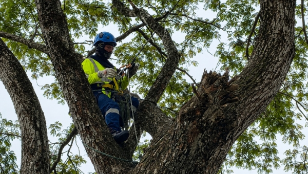 Curso de Tala, Poda y Desbroce en Panamá
